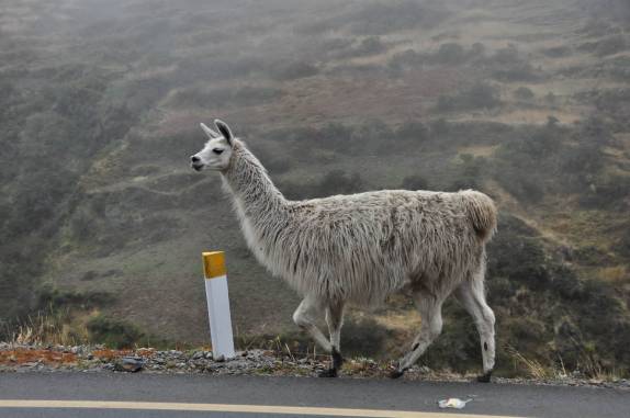 Encontro com lhamas na subida dos Andes na Carretera Transoceanica, em direção à Cusco, no Peru